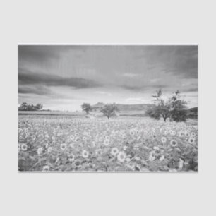 Stunning Black and White Photo of Sunflower Field Tissue Paper