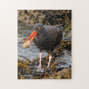 Stunning Black Oystercatcher Shorebird with Clam Jigsaw Puzzle