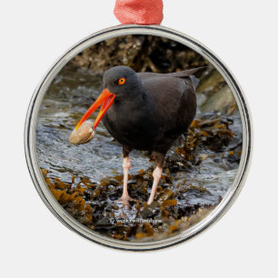 Stunning Black Oystercatcher Shorebird with Clam Metal Tree Decoration