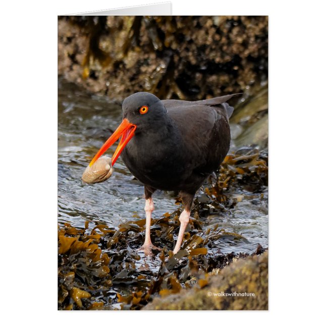 Stunning Black Oystercatcher with Clam (Front)