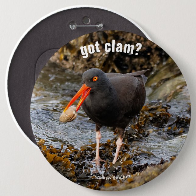 Stunning Black Oystercatcher with Clam 6 Cm Round Badge (Front & Back)