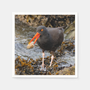 Stunning Black Oystercatcher with Clam Napkin