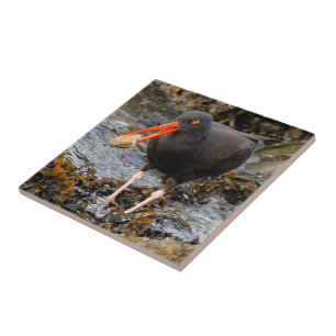 Stunning Black Oystercatcher with Clam Tile
