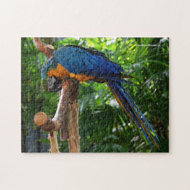 Stunning Blue and Gold Macaw Parrot Bird Jigsaw Puzzle (Horizontal)