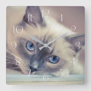 Stunning Blue Eyed Ragdoll Cat Square Wall Clock