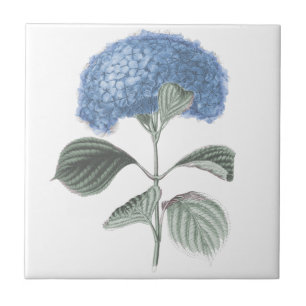 Stunning Blue Hydrangea Flower Tile