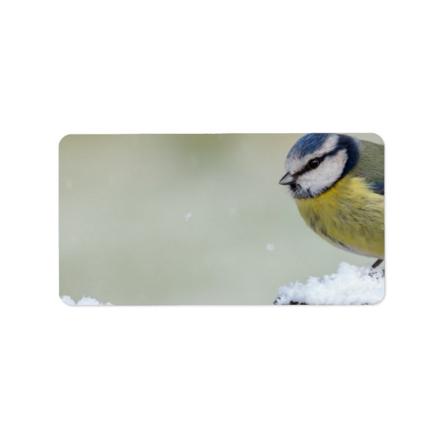 Stunning blue tit wild bird in the snow label (Front)