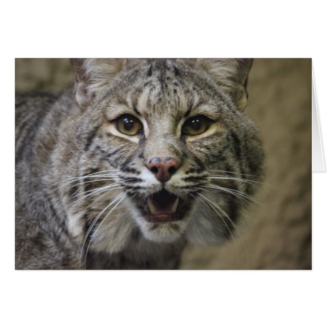 Stunning Bobcat Card (Front Horizontal)