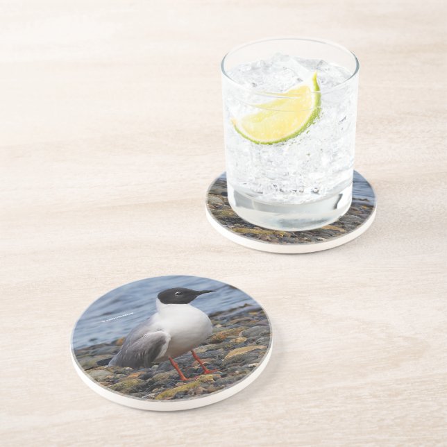 Stunning Bonaparte's Gull Seabird at the Beach Coaster (Side)