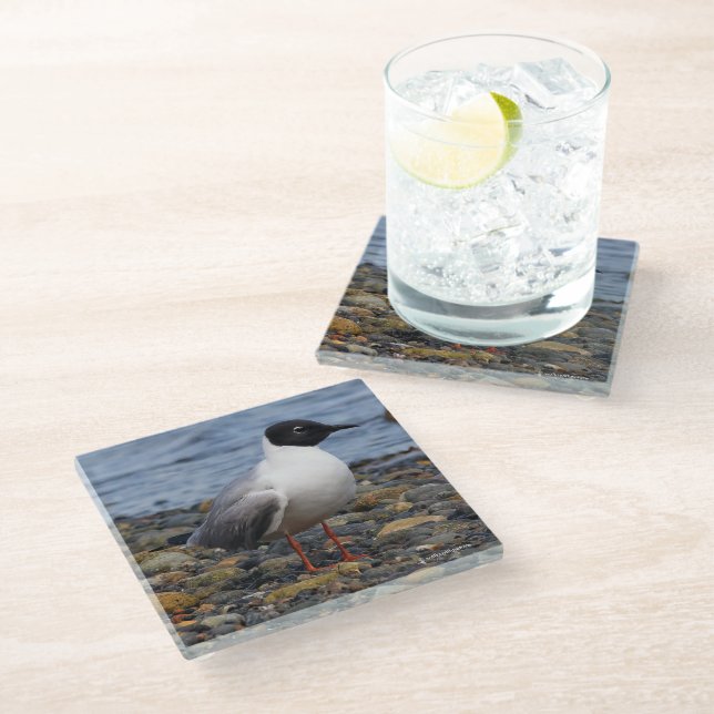 Stunning Bonaparte's Gull Seabird at the Beach Glass Coaster (Angled)