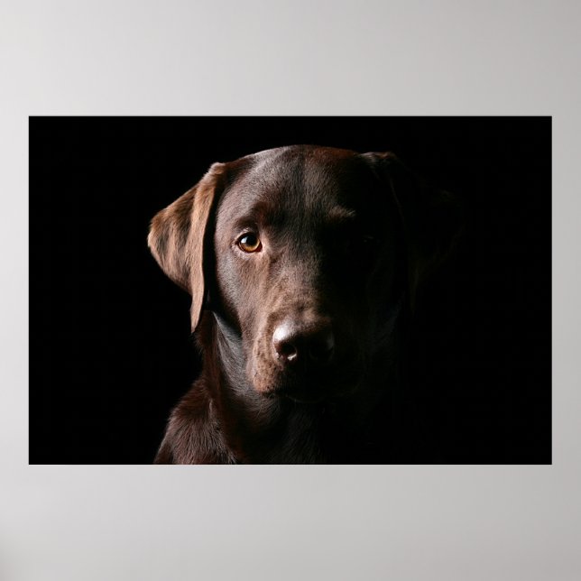 Stunning Chocolate Labrador Poster (Front)