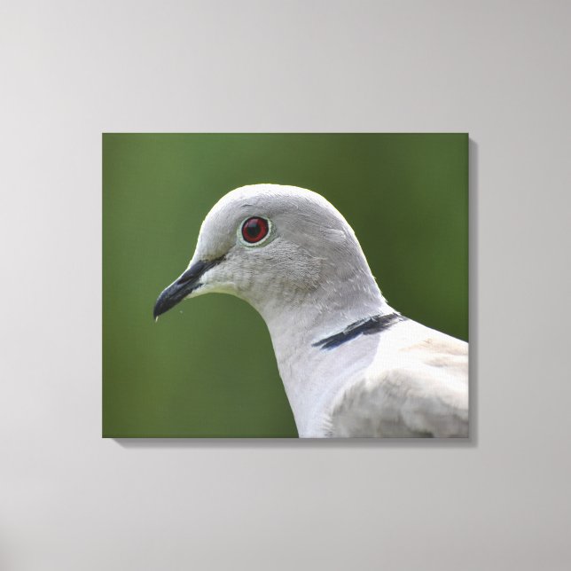 Stunning Collared Dove  Canvas Print (Front)