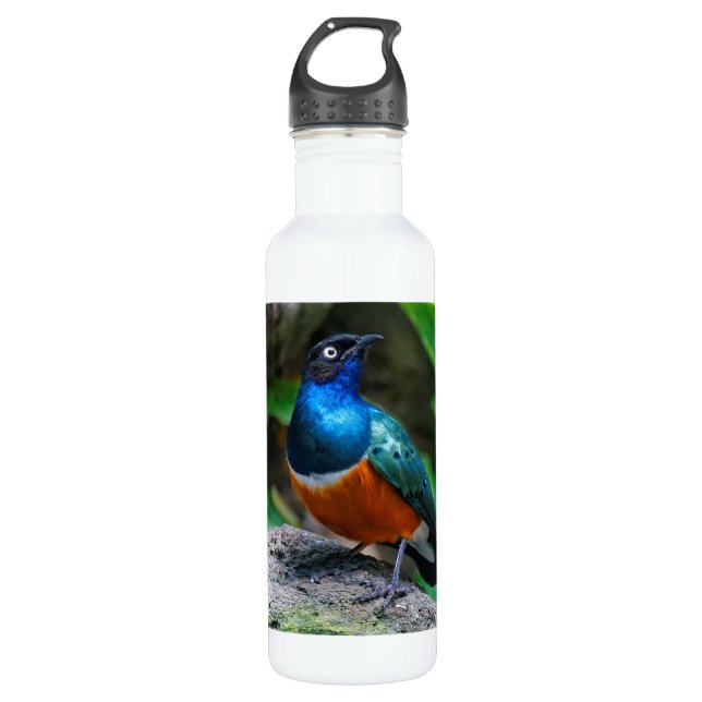 Stunning Colourful African Superb Starling Songbir 710 Ml Water Bottle (Front)