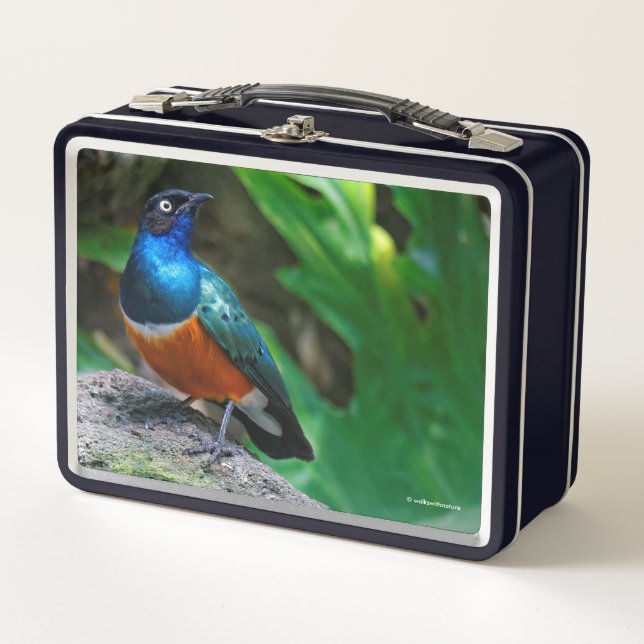 Stunning Colourful African Superb Starling Songbir Metal Lunch Box (Front)