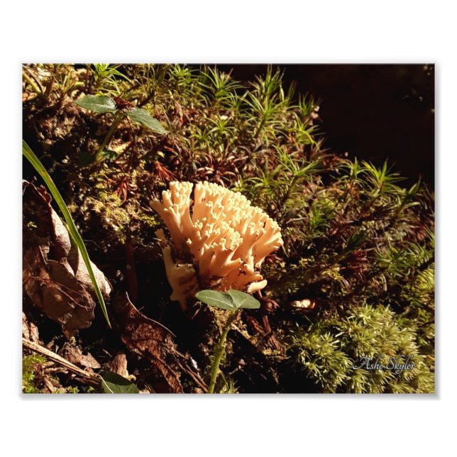 Stunning Coral Mushroom Photo Print (Front)