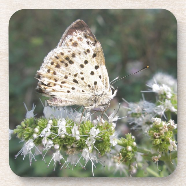 Stunning Cream and Chocolate Butterfly Coaster (Front)
