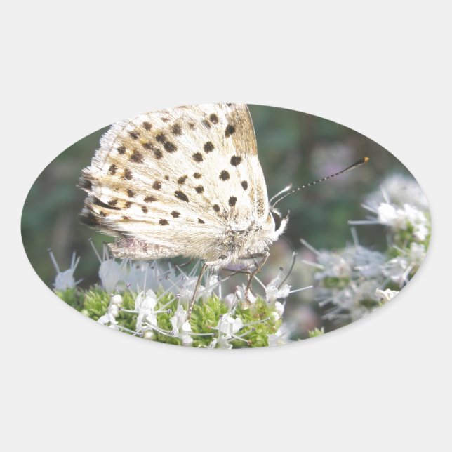 Stunning Cream and Chocolate Butterfly Oval Sticker (Front)