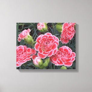Stunning Dianthus Canvas Print