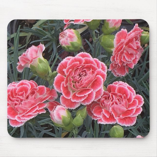 Stunning Dianthus Mouse Mat (Front)