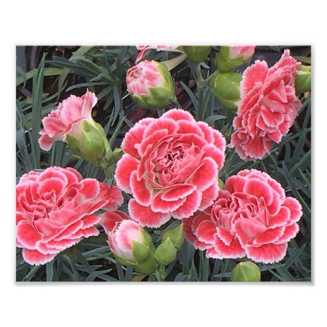 Stunning Dianthus Photo Print (Front)