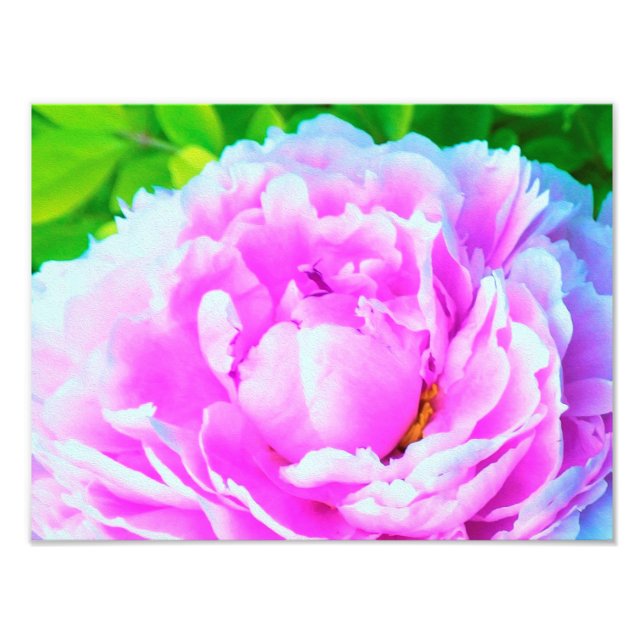 Stunning Double Pink Peony Flower Detail Photo Print (Front)