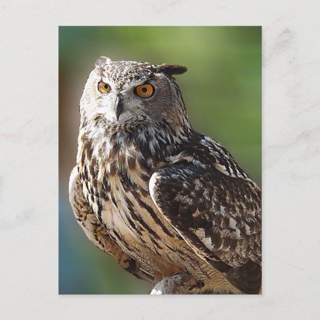 Stunning Eagle Owl with Orange Eyes Postcard (Front)