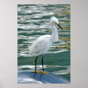 Stunning Egret Bird Poster