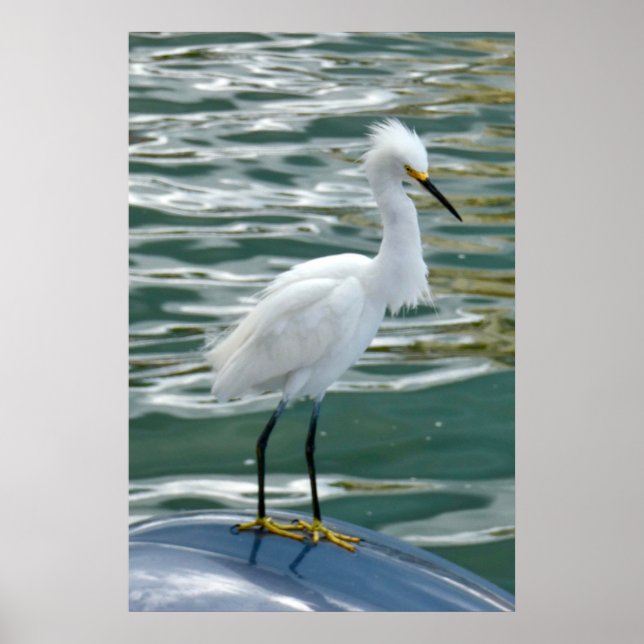 Stunning Egret Bird Poster (Front)