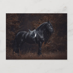 Stunning Elegant Sport Dressage Friesian Stallion Postcard