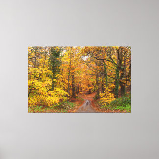 Stunning English autumn forest colours with path Canvas Print