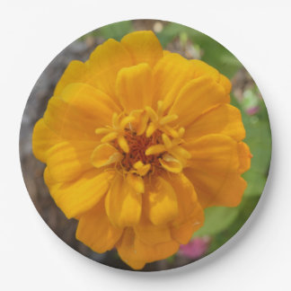Stunning Garden Party Dinner Plate With Zinnia