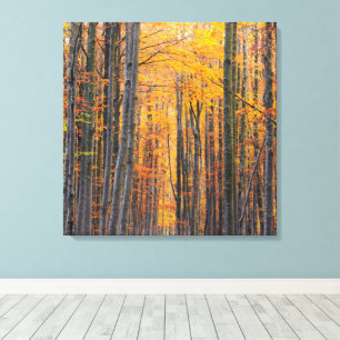 Stunning gold autumn forest canvas print