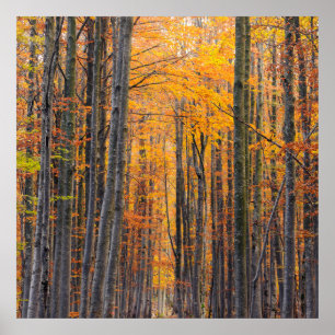 Stunning gold autumn forest poster