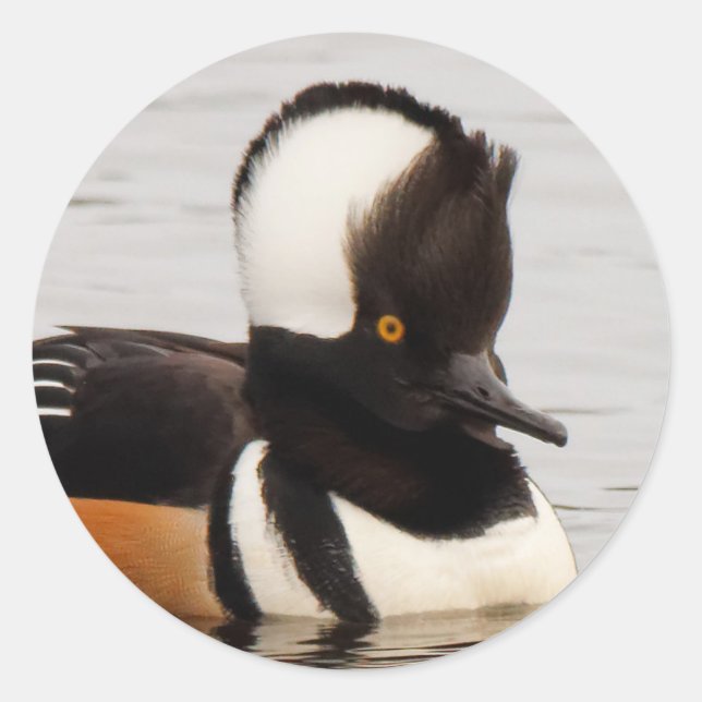 Stunning Hooded Merganser Duck at the Pond Classic Round Sticker (Front)