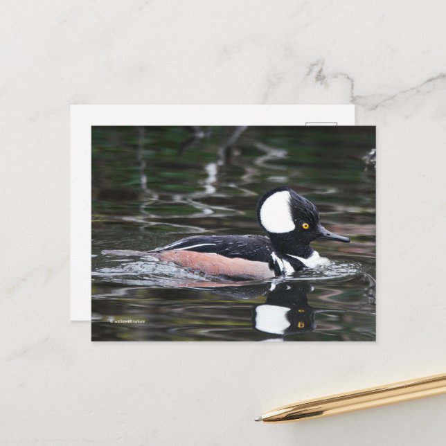 Stunning Hooded Merganser Duck Swims By Postcard (Front/Back In Situ)