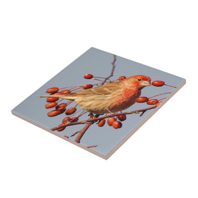 Stunning House Finch with Hawthorn Berries Tile (Side)