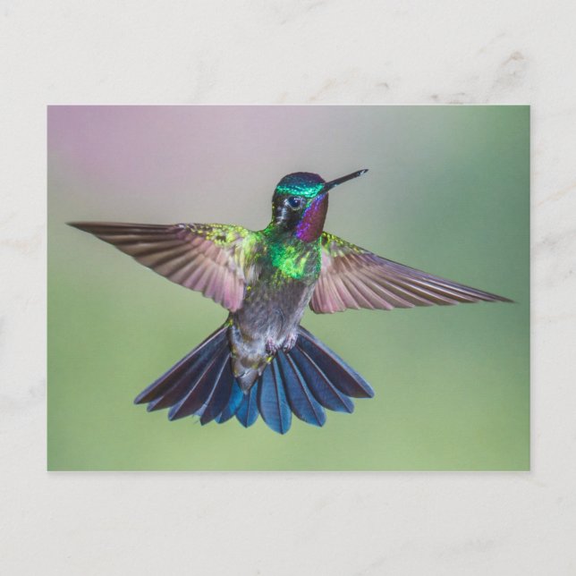 Stunning Hummingbird Flying in Costa Rica Postcard (Front)