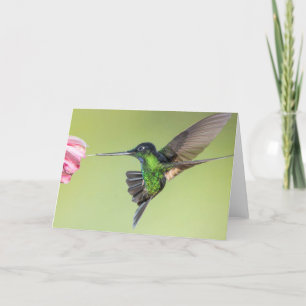 Stunning Hummingbird in Flight Pose Card