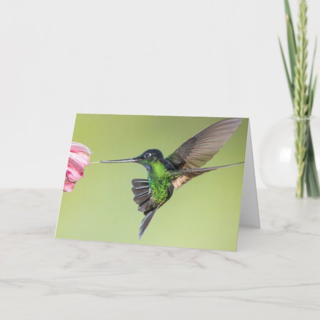 Stunning Hummingbird in Flight Pose Card (Front)