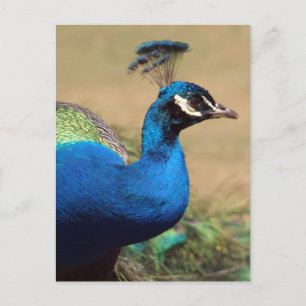 Stunning Indian Peacock Postcard
