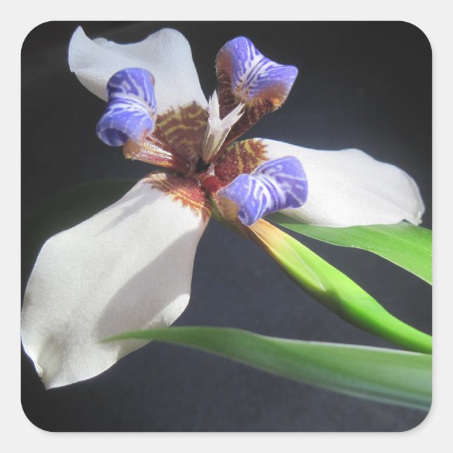Stunning Iris Sticker (Front)