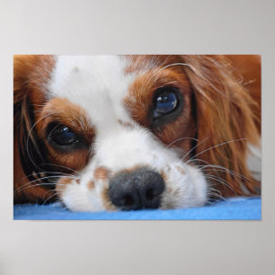 Stunning King Charles Cavalier Poster
