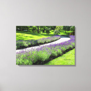 Stunning Lavender-Lined Garden Walk Canvas Print
