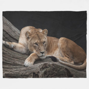 Stunning lioness fleece blanket
