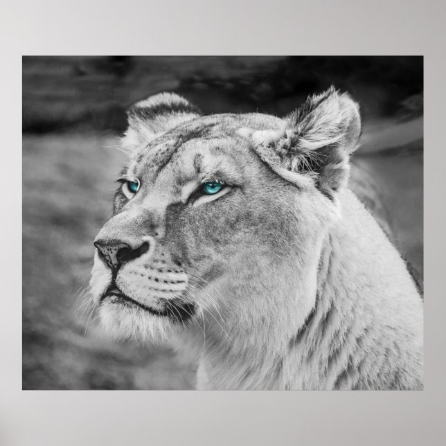 Stunning lioness with blue eyes poster (Front)