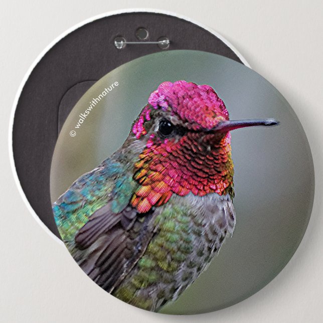 Stunning Male Anna's Hummingbird on the Plum Tree 6 Cm Round Badge (Front & Back)