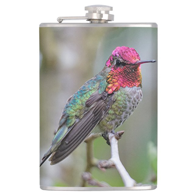 Stunning Male Anna's Hummingbird on the Plum Tree Hip Flask (Front)