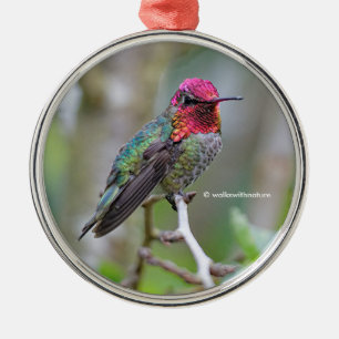 Stunning Male Anna's Hummingbird on the Plum Tree Metal Tree Decoration