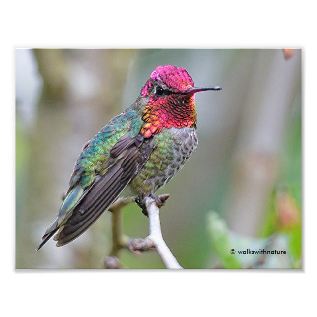 Stunning Male Anna's Hummingbird on the Plum Tree Photo Print (Front)