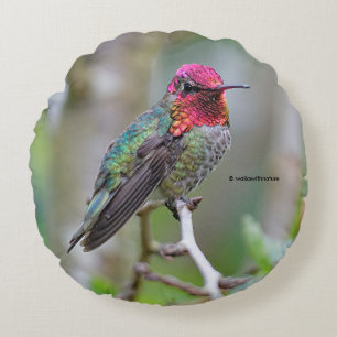 Stunning Male Anna's Hummingbird on the Plum Tree Round Cushion